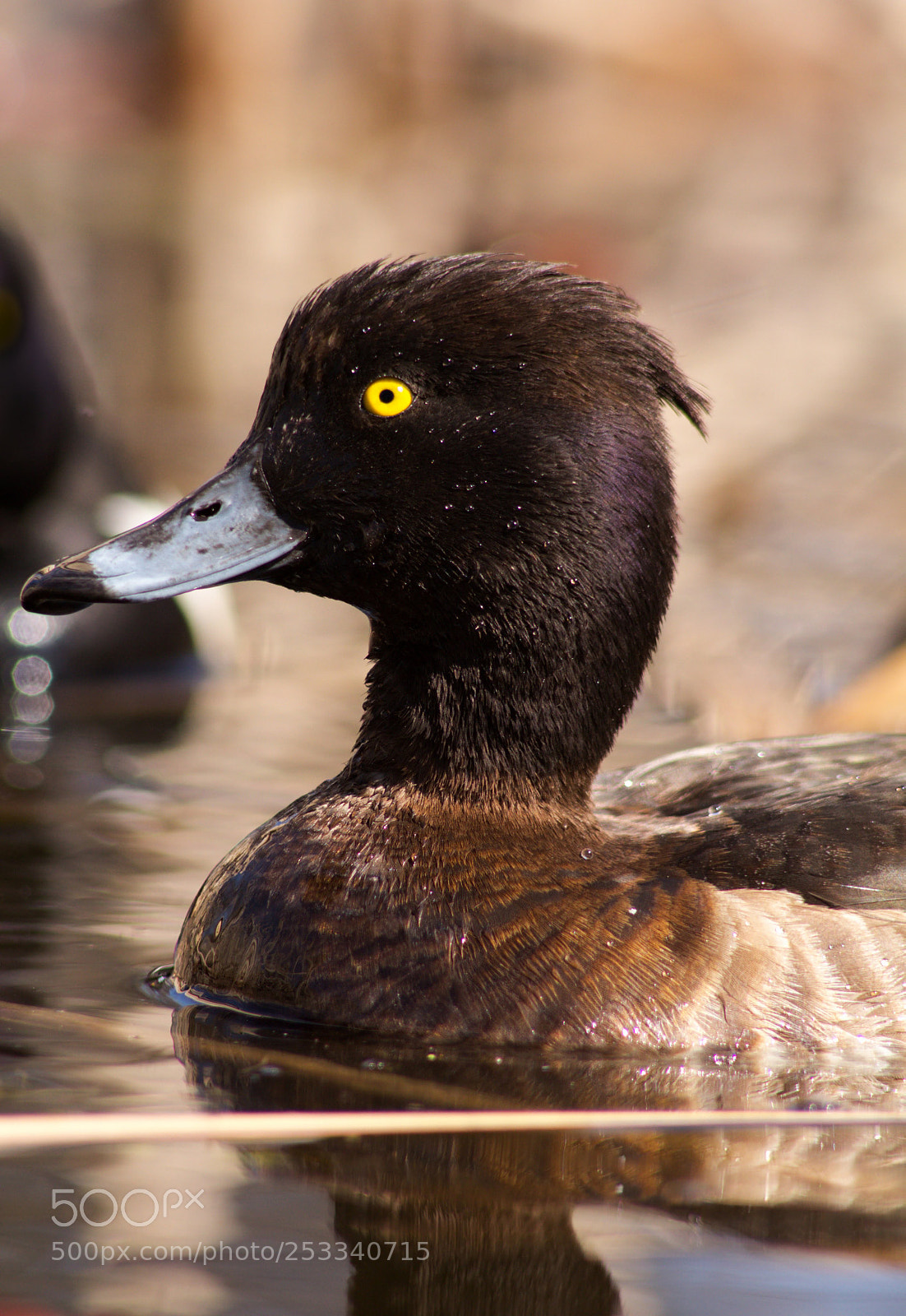 Canon EOS 60D sample photo. Duck portrait photography