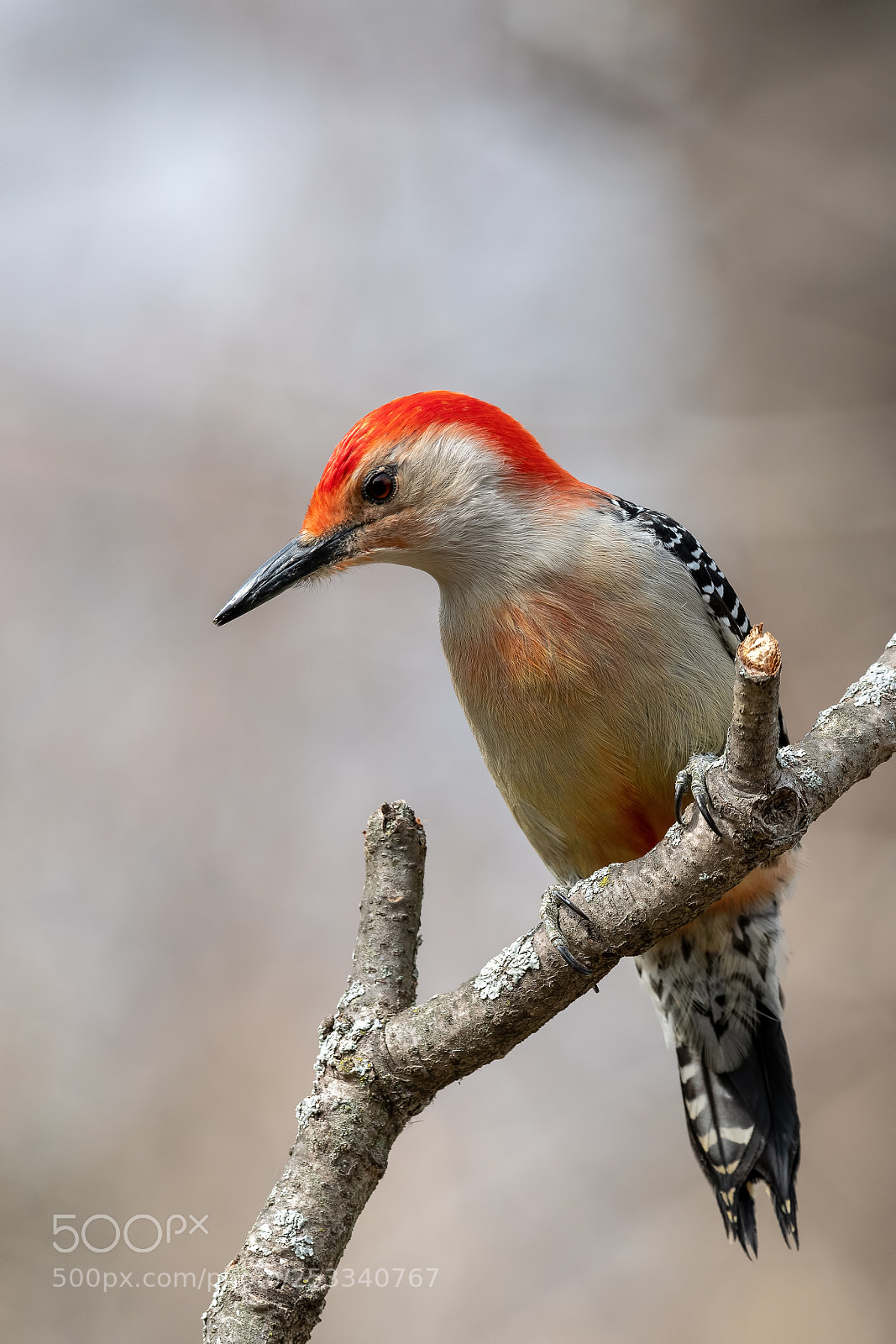 Nikon D850 sample photo. Red bellied woodpecker photography