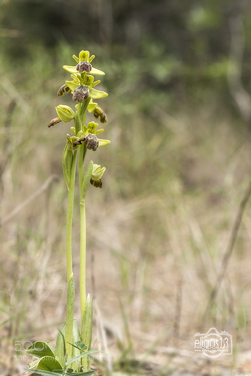 Nikon D610 sample photo. Ophrys fusca ssp. lupercalis photography