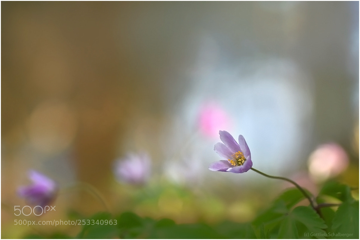 Nikon D7200 sample photo. Windflower photography