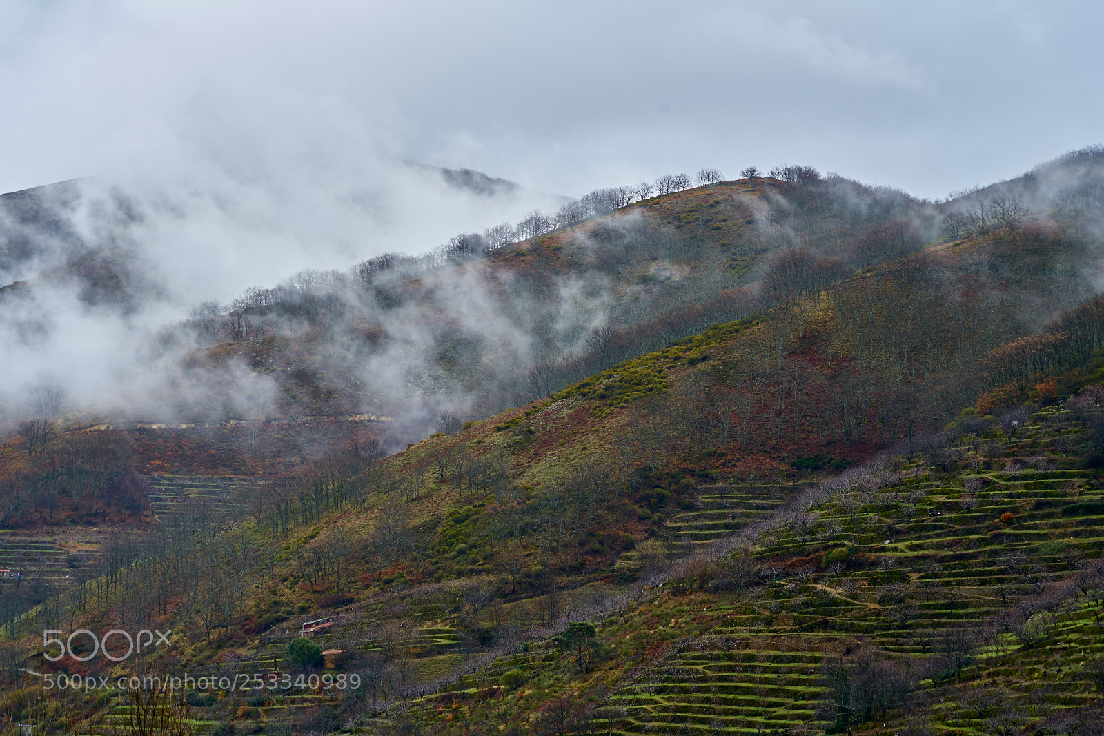 Sony a7R II sample photo. Cherry trees between mountains photography