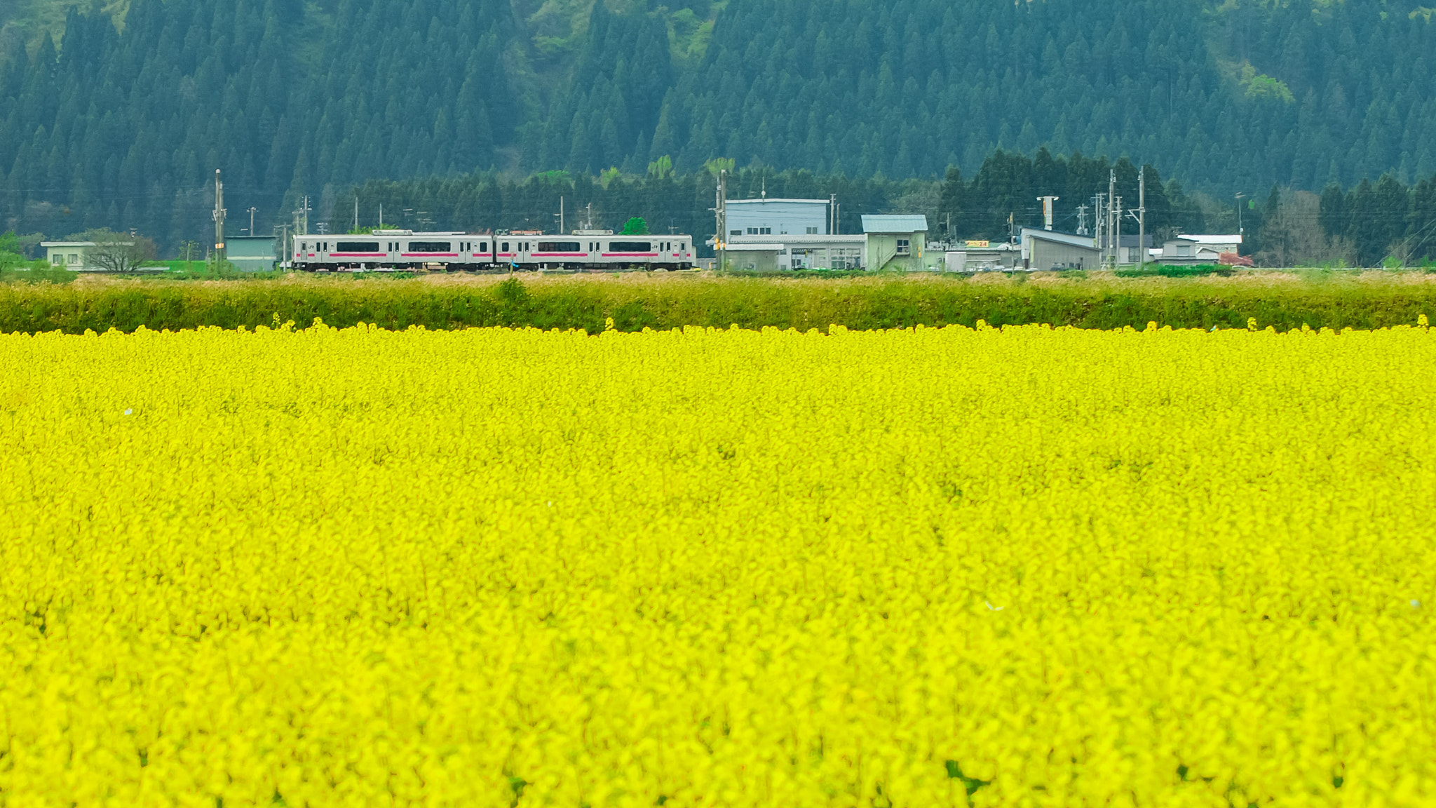 Olympus E-620 (EVOLT E-620) sample photo. Spring train photography