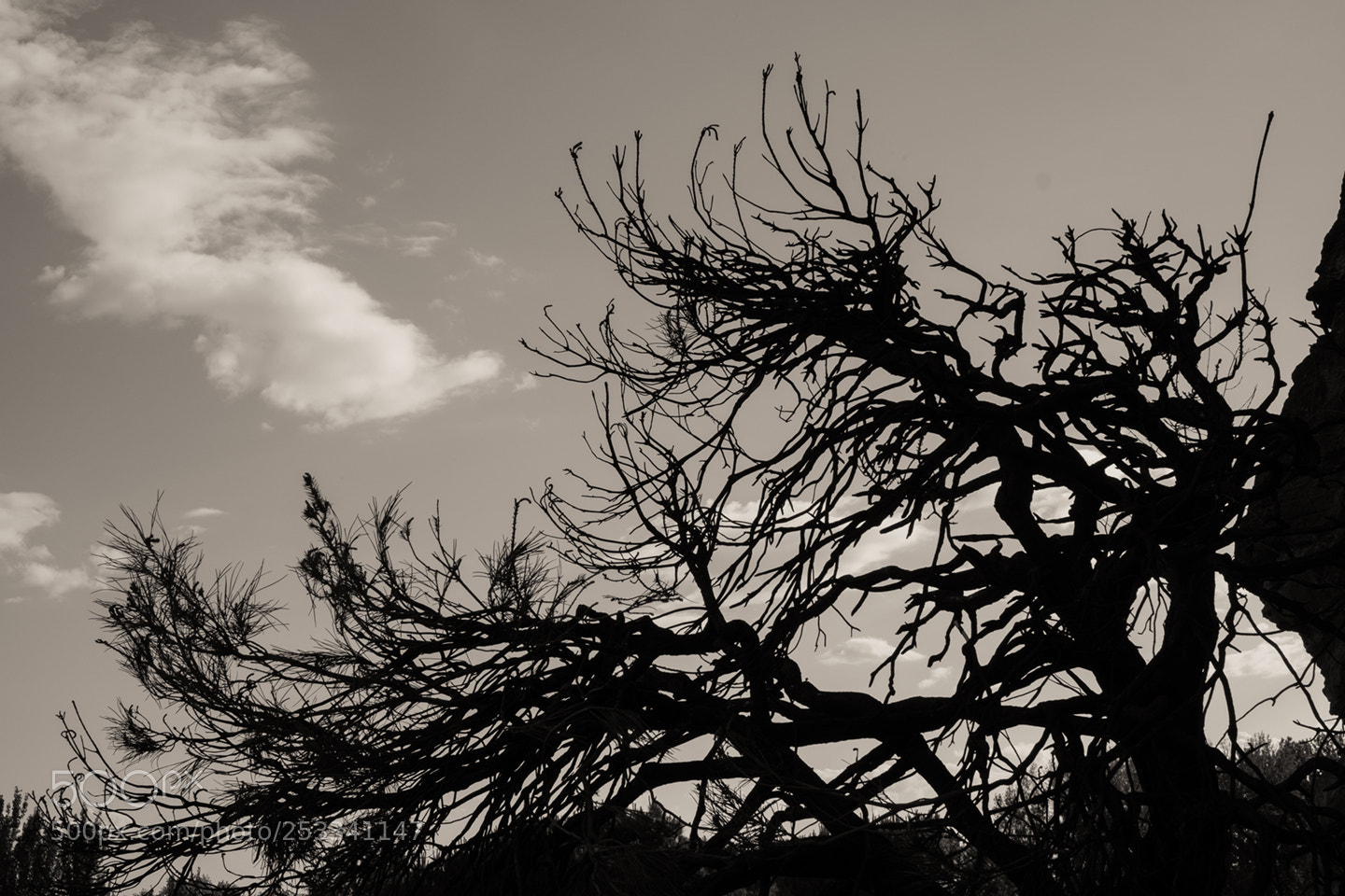 Fujifilm X-T1 sample photo. La amenaza photography