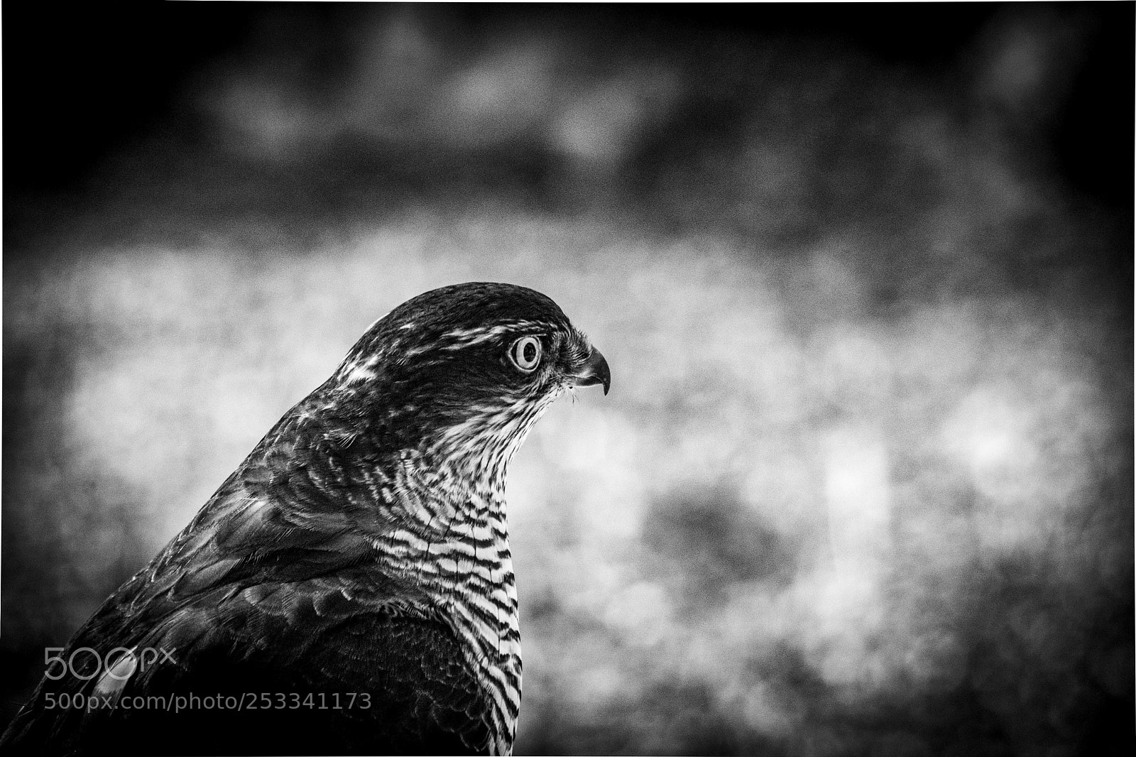 Nikon D7200 sample photo. Eurasian sparrowhawk photography