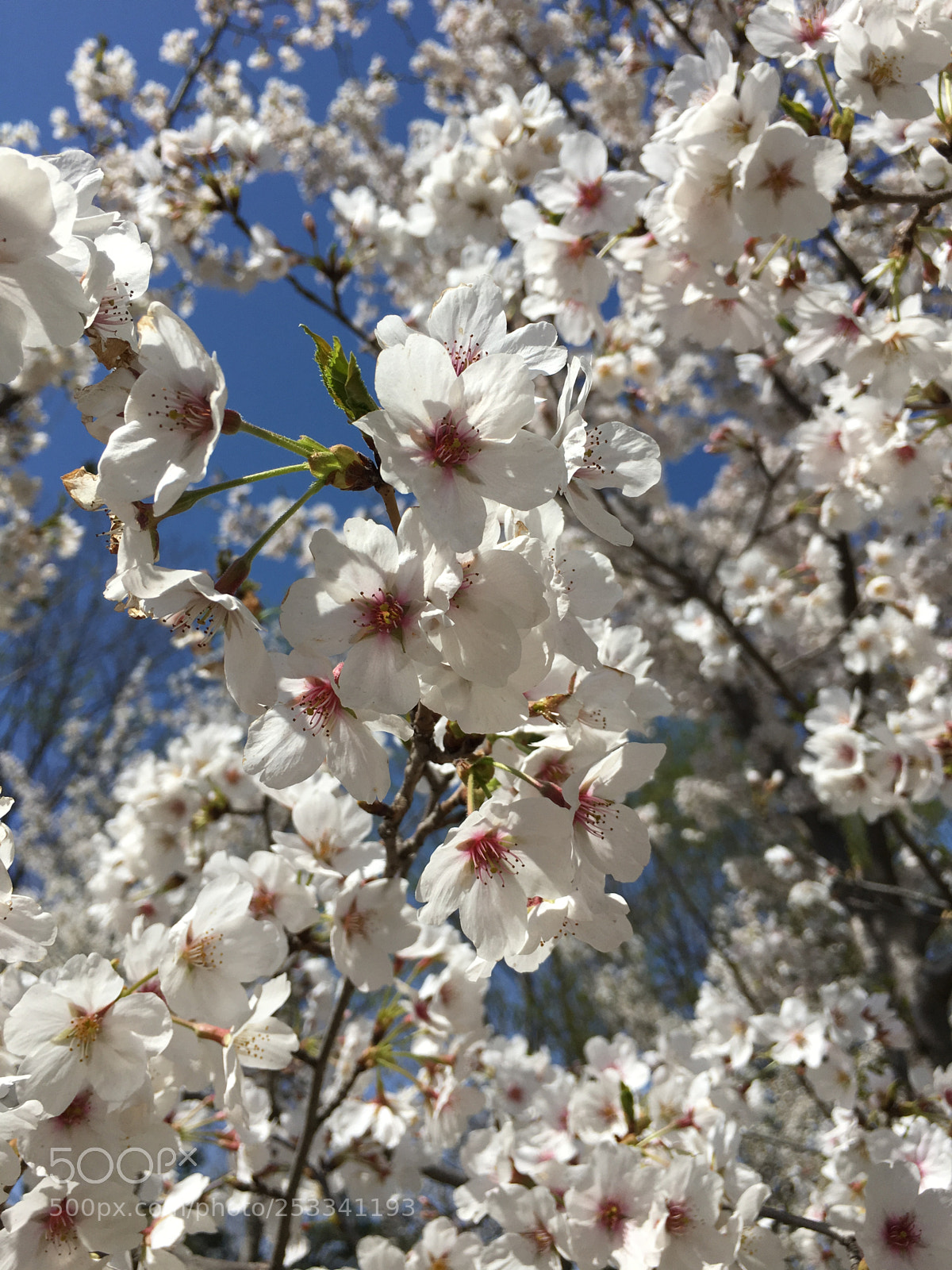 Apple iPhone 6s sample photo. Untitled photography