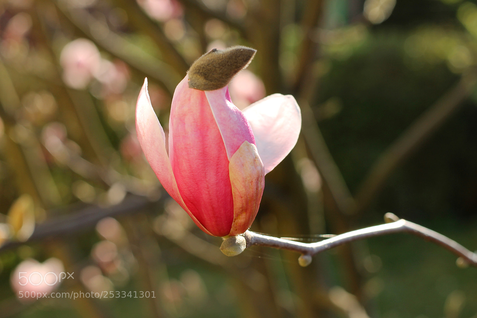 Canon EOS 1100D (EOS Rebel T3 / EOS Kiss X50) sample photo. Magnolia photography