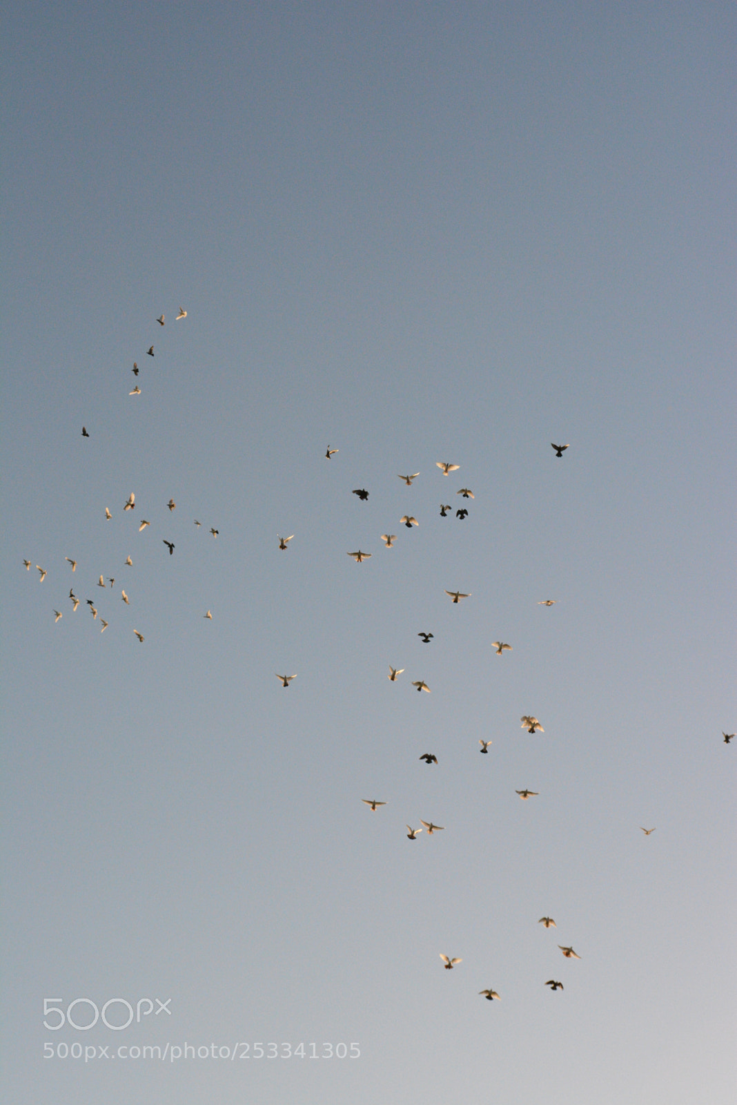 Nikon D5200 sample photo. Birds photography