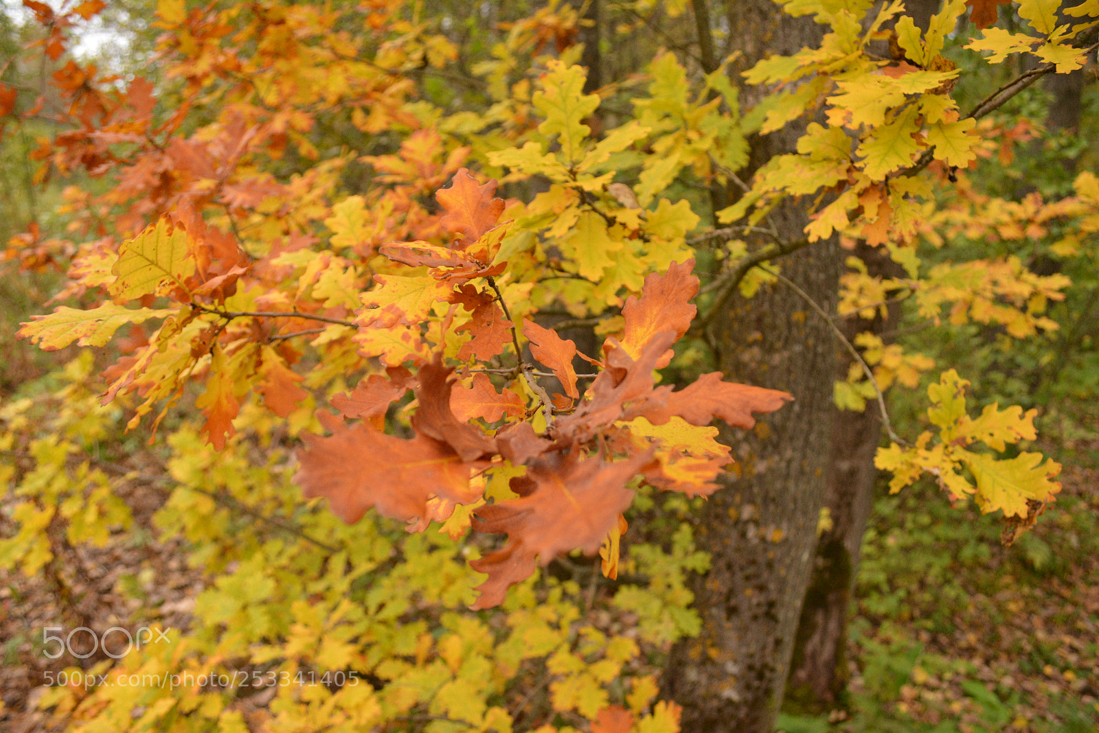 Nikon D5200 sample photo. Autumn photography