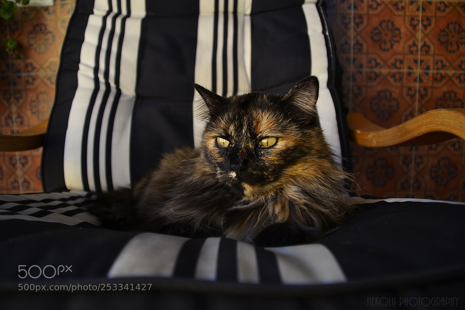 Nikon D3100 sample photo. Untitled photography