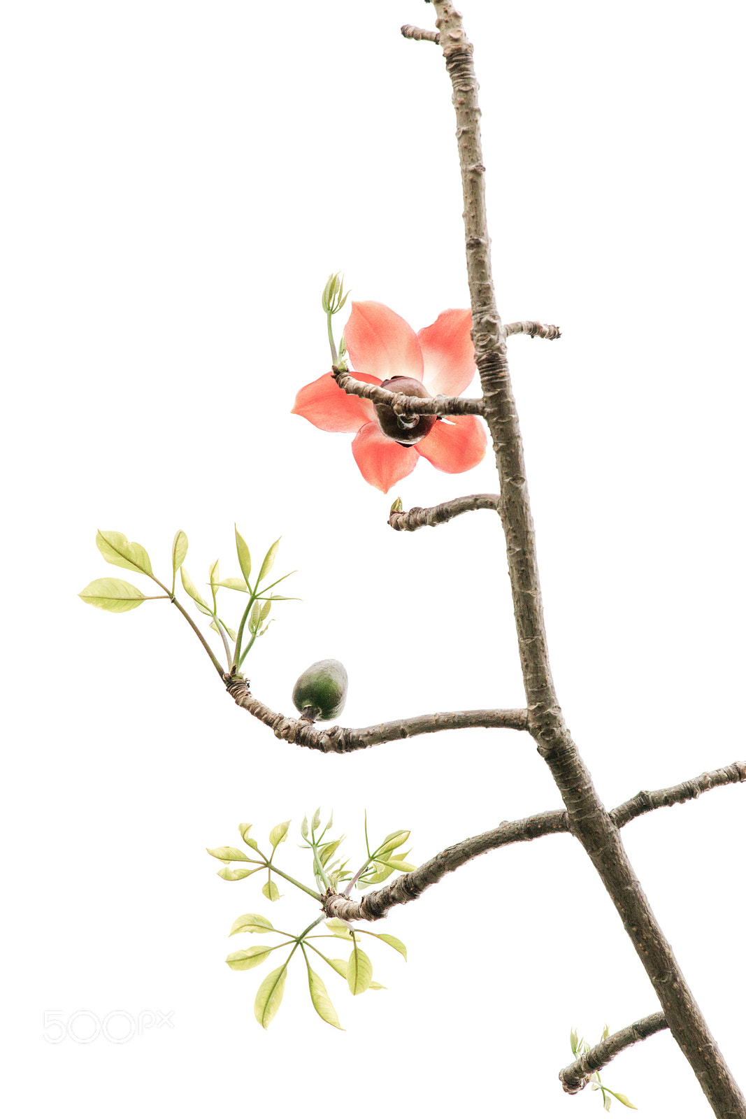 Nikon D850 sample photo. Kapok flower photography