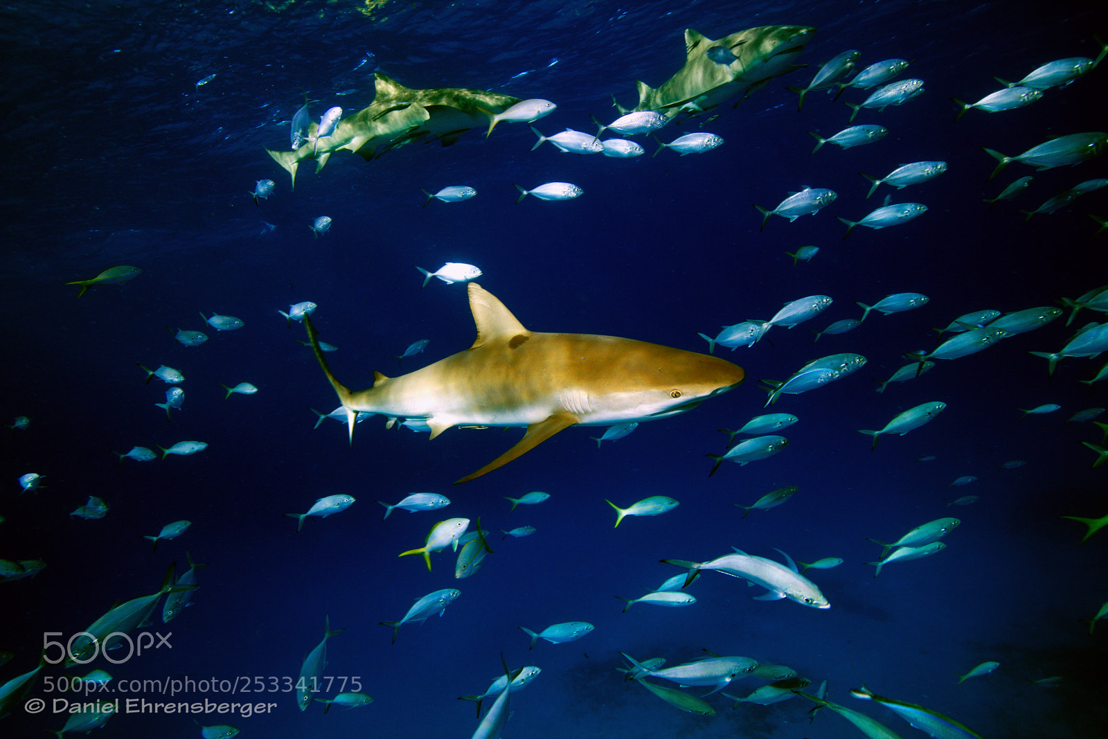 Canon EOS 550D (EOS Rebel T2i / EOS Kiss X4) sample photo. Cruising caribbean riff shark photography