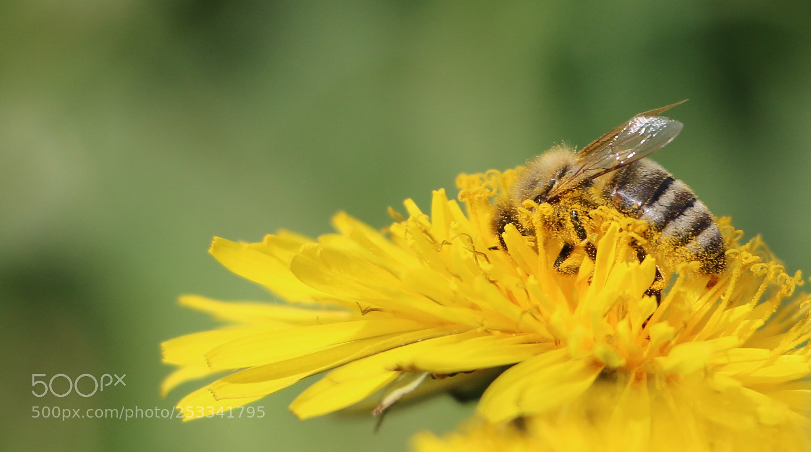 Canon EOS 70D sample photo. Dive into spring photography