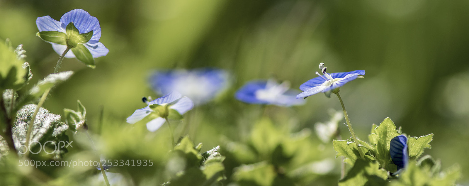 Nikon D5300 sample photo. La véronique perse. photography