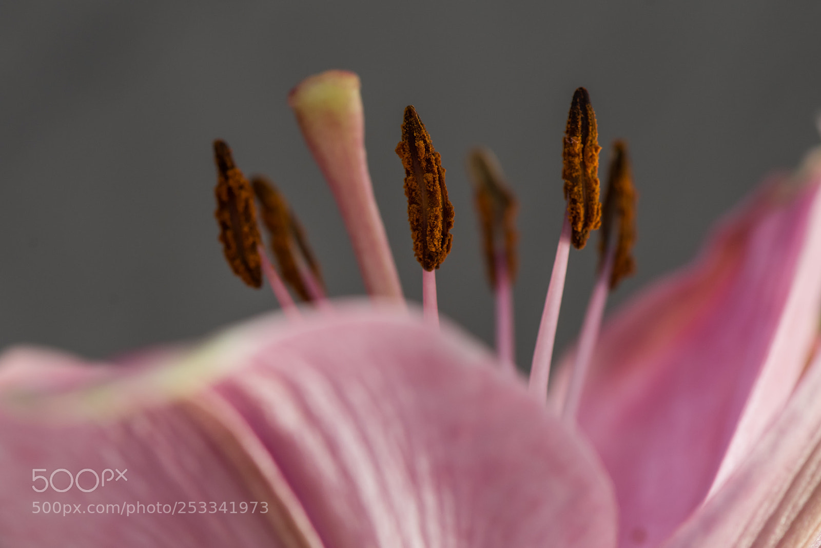Nikon D810 sample photo. Flower anther photography