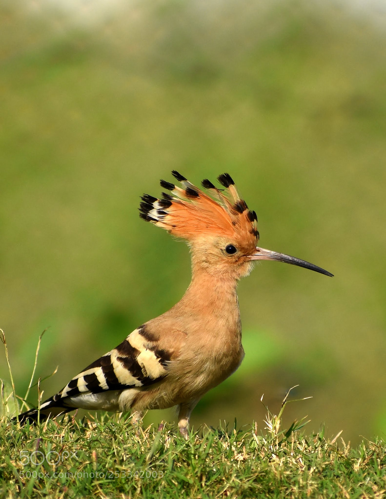 Nikon D7200 sample photo. Hoopoe photography