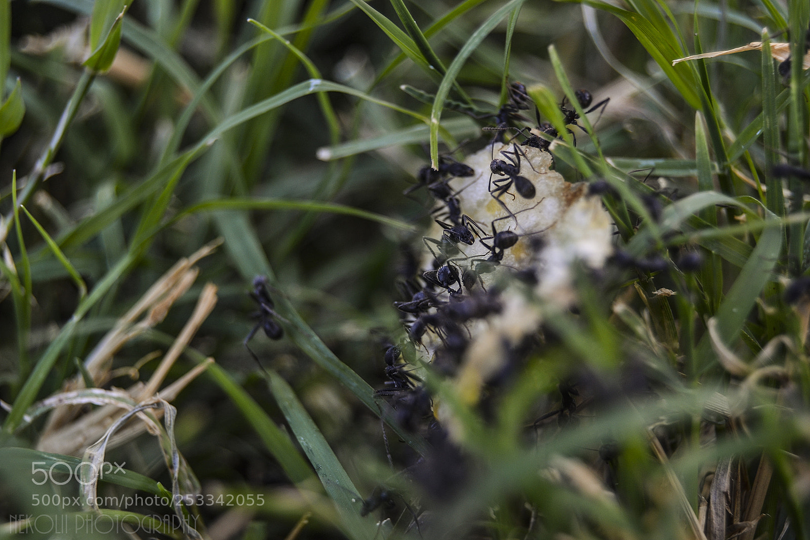 Nikon D3100 sample photo. Untitled photography