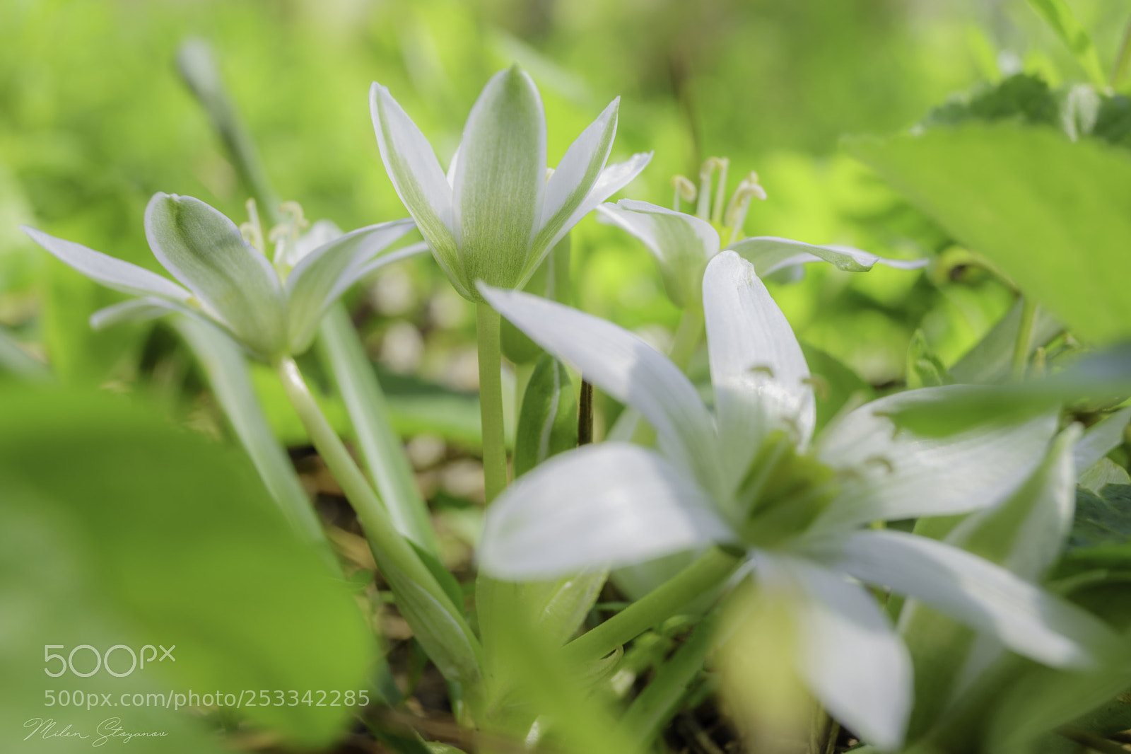 Sony SLT-A68 sample photo. Spring flowers photography