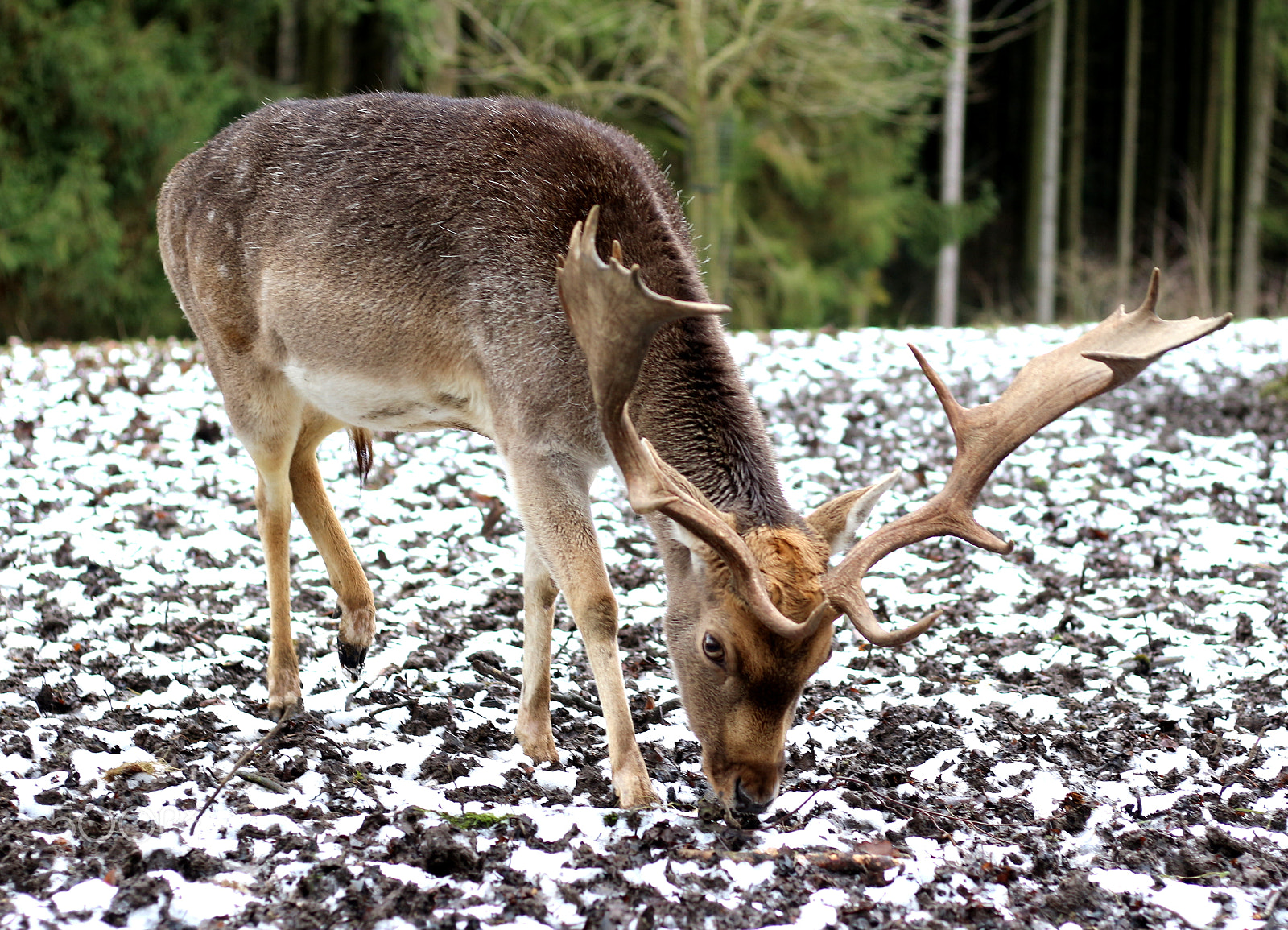 Canon EOS 100D (EOS Rebel SL1 / EOS Kiss X7) + Canon EF 50mm F1.8 STM sample photo. Deer (cervidae) photography