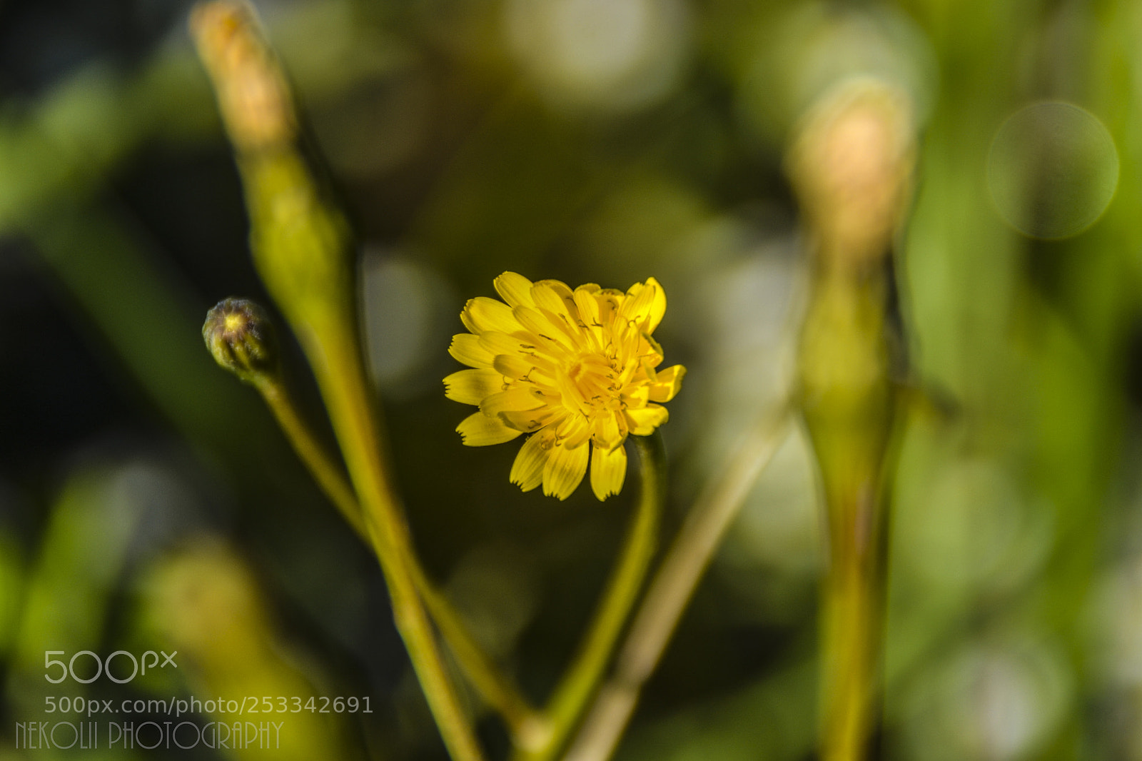 Nikon D3100 sample photo. Untitled photography