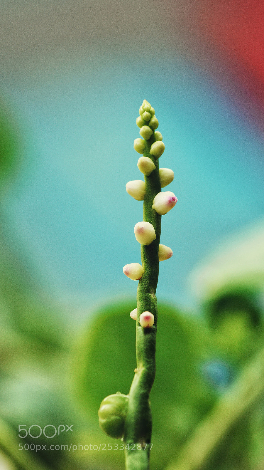 Nikon D7100 sample photo. Untitled photography