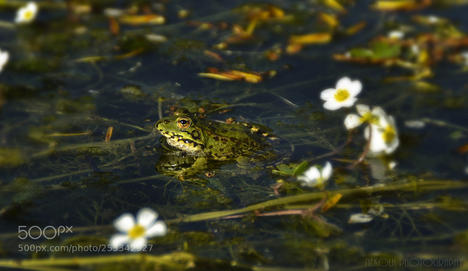 Nikon D3100 sample photo. The frog photography