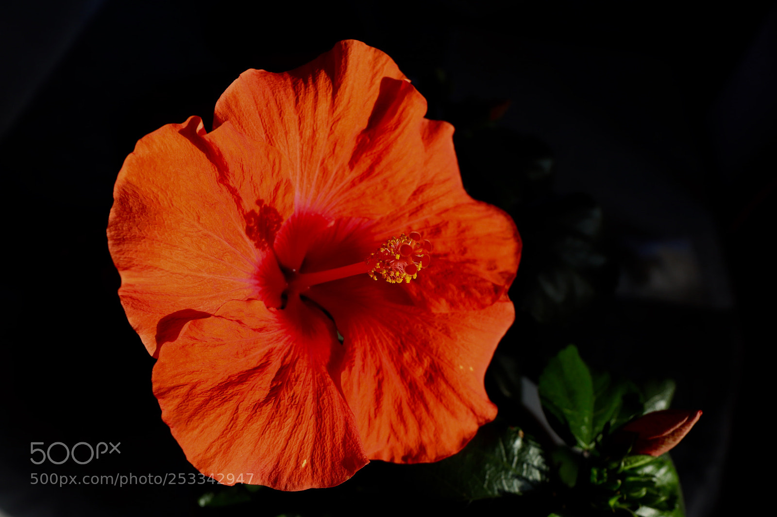 Canon EOS 77D (EOS 9000D / EOS 770D) sample photo. Beautiful hibiscus photography