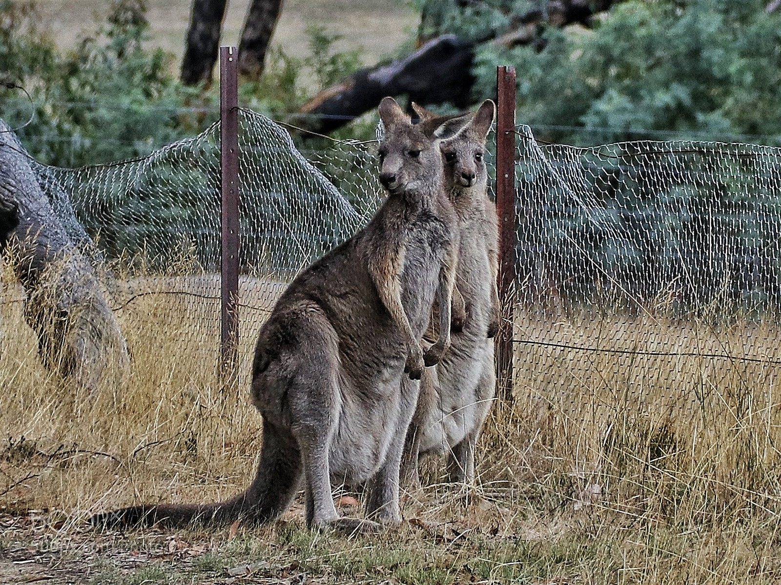 Canon EOS 80D sample photo. Grey kangaroos photography