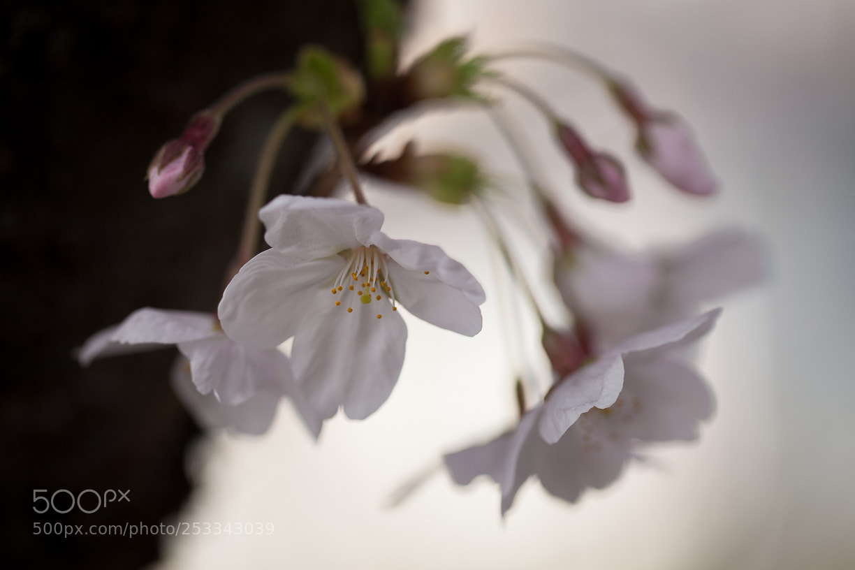 Canon EOS 5D Mark II sample photo. Cherry tree photography