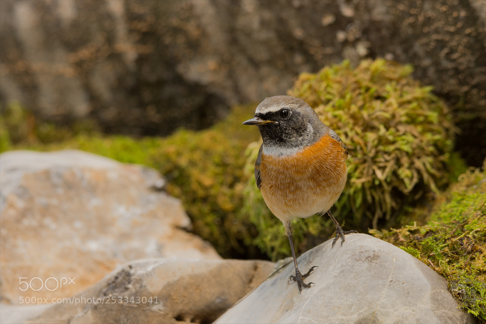 Nikon D7200 sample photo. Common redstart / gartenrotschwanz photography