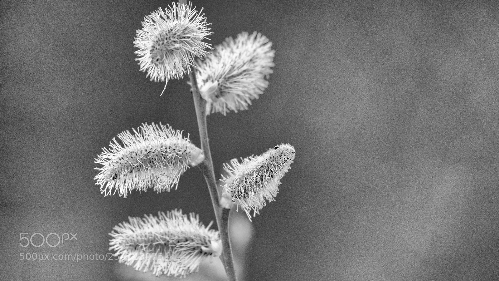 Pentax K-1 sample photo. Flowering photography