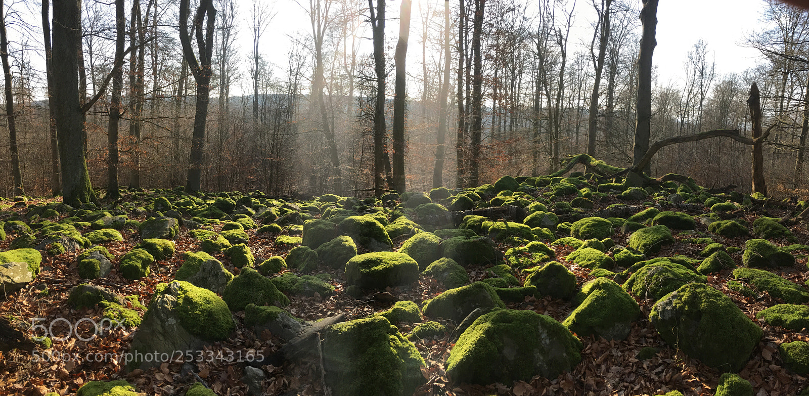 Apple iPhone SE sample photo. Steinköppel tiefenbach photography