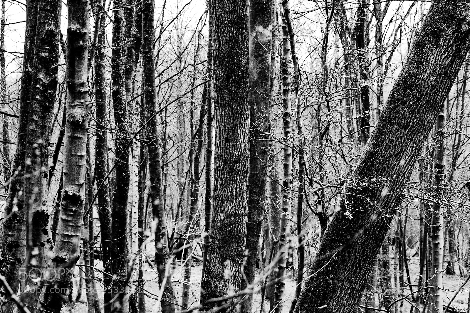 Sony a6000 sample photo. Woodland photography