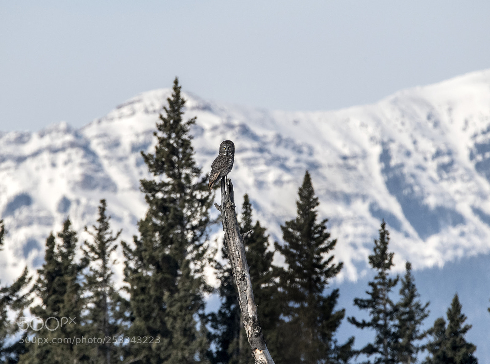 Nikon D850 sample photo. Sunny perch-great grey owl photography