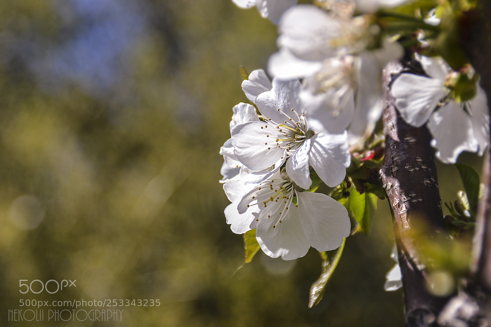 Nikon D3100 sample photo. Wthite photography