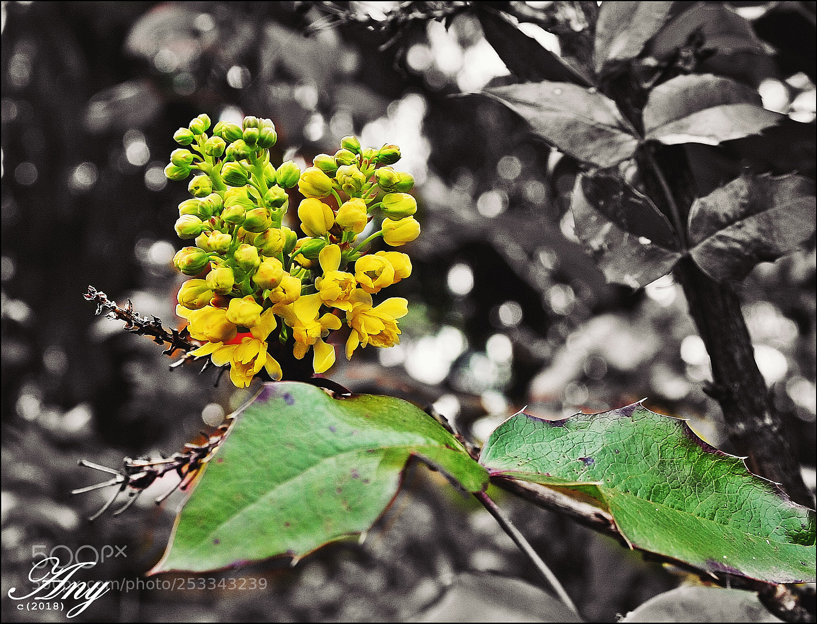 Canon EOS 40D sample photo. ... photography