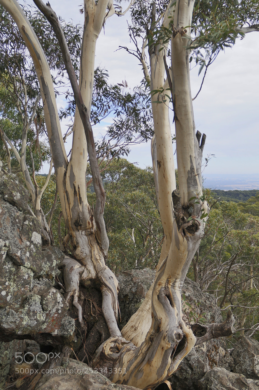 Canon EOS 80D sample photo. Ghost gums (eucalyptus pauciflora) photography
