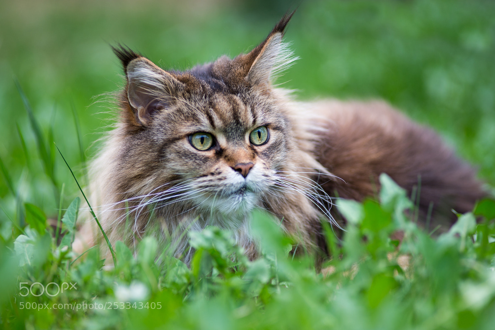 Nikon D600 sample photo. Maine coon in meadow photography