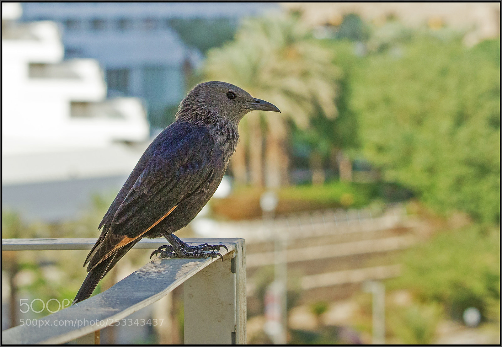 Canon EOS 550D (EOS Rebel T2i / EOS Kiss X4) sample photo. Another contemplator! photography