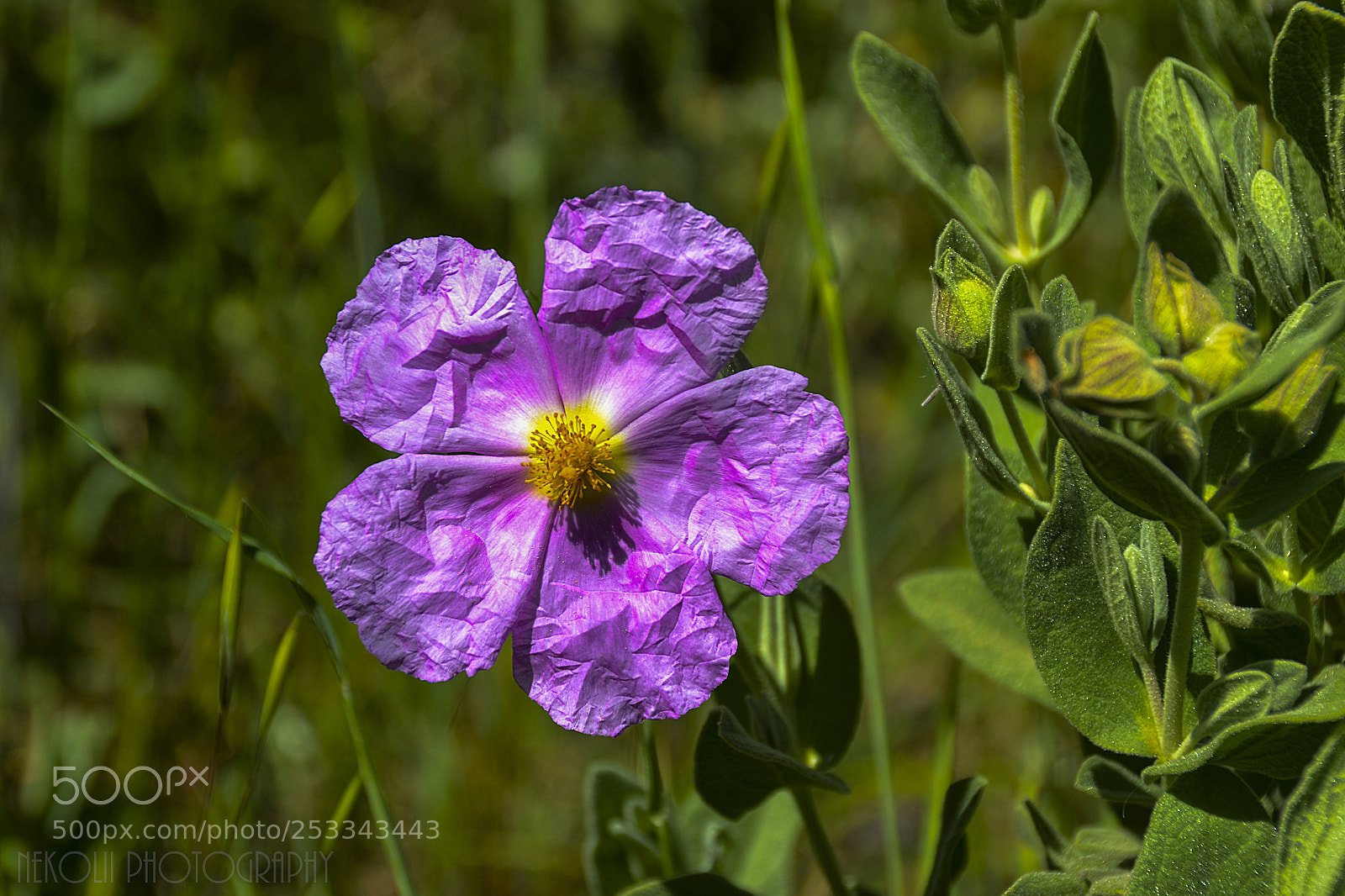 Nikon D3100 sample photo. Jara's flower photography
