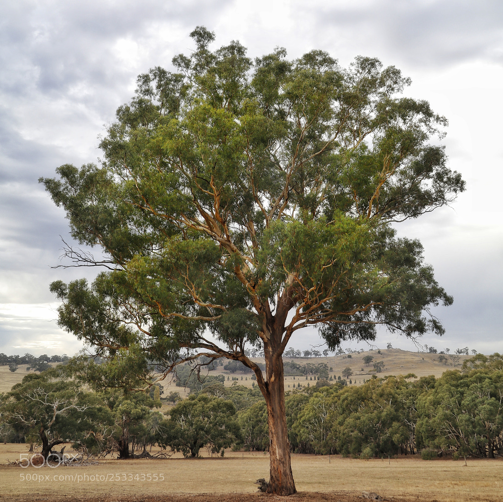 Canon EOS 80D sample photo. Eucalyptus photography