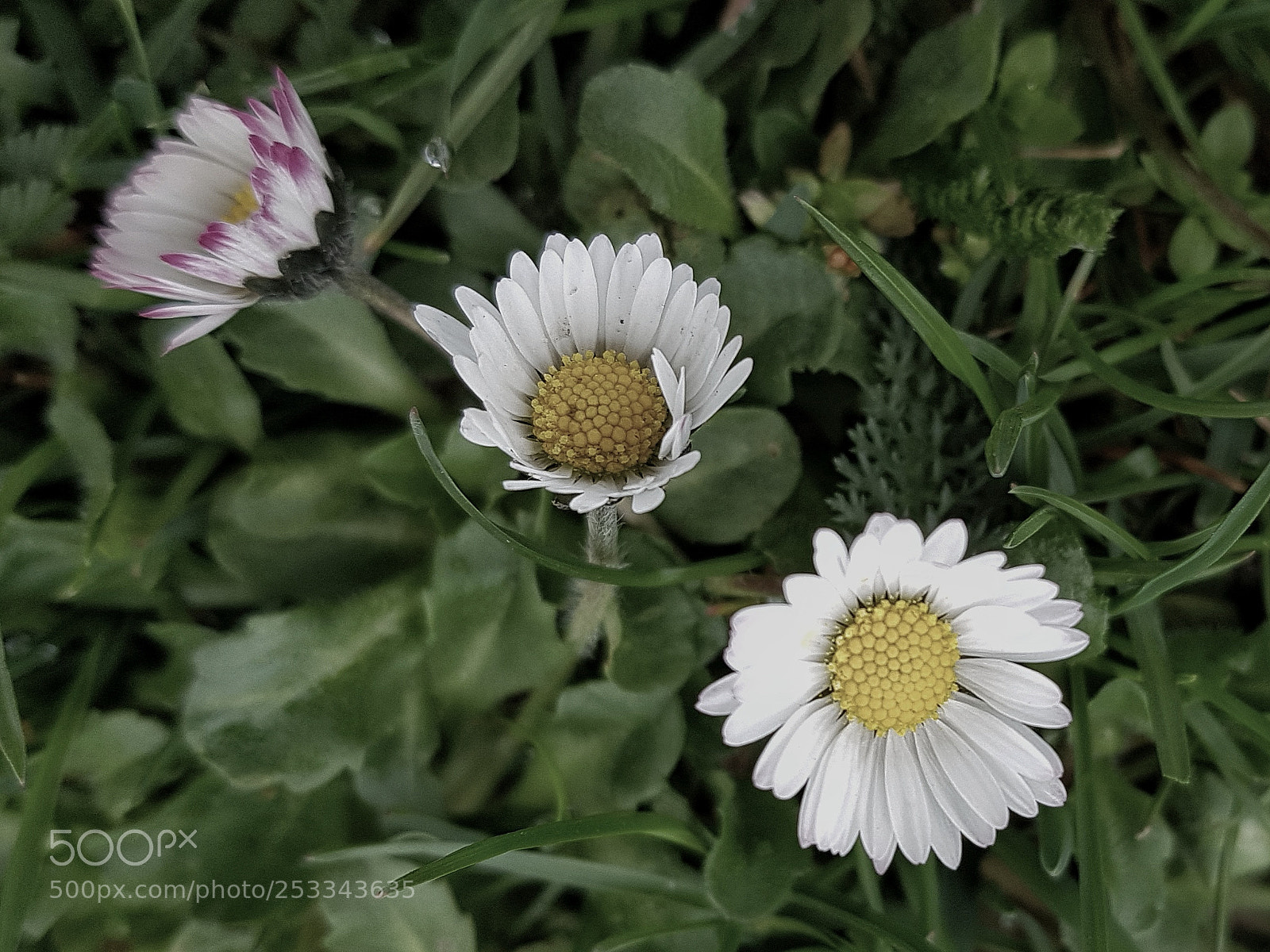 Samsung Galaxy S8+ sample photo. Shy spring icons photography