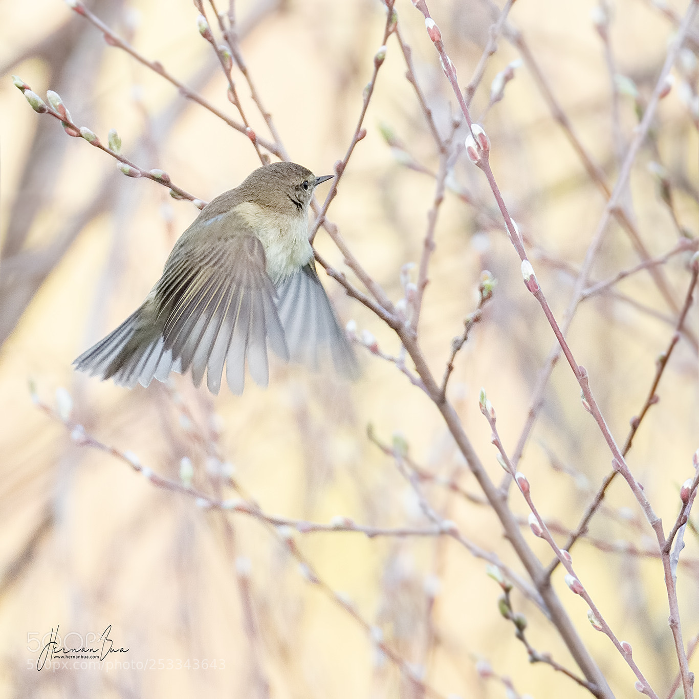 Nikon D500 sample photo. Chiffchy photography