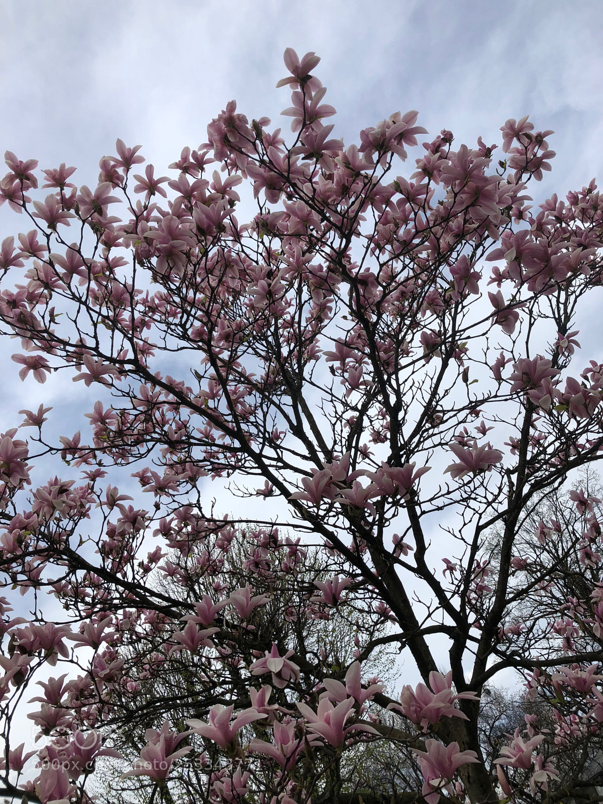 Apple iPhone 8 sample photo. Magnolia ? photography