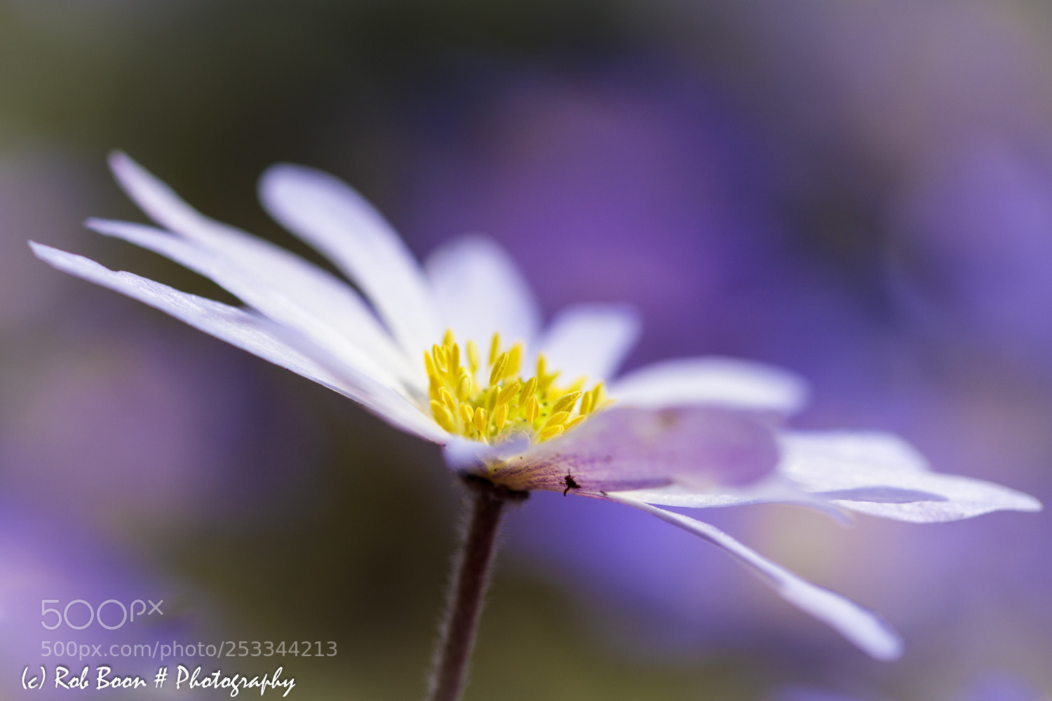 Canon EOS 5DS sample photo. Anemone blanda 2 photography