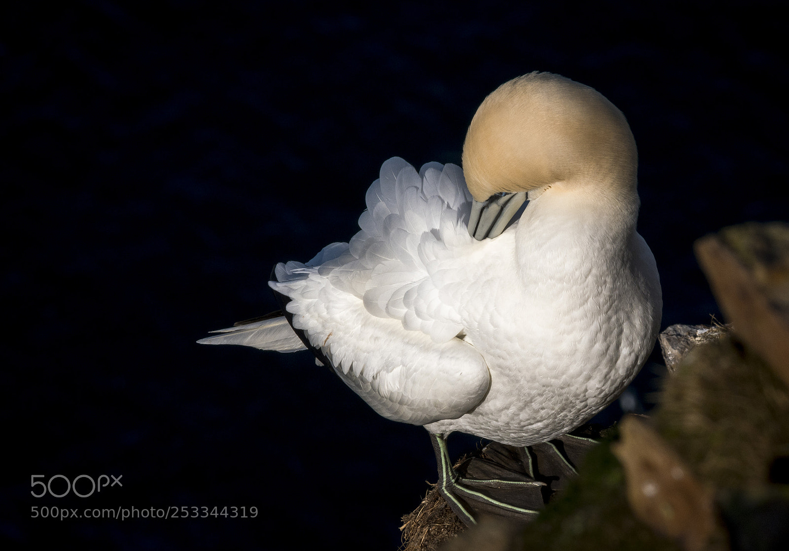 Nikon D500 sample photo. Preening photography