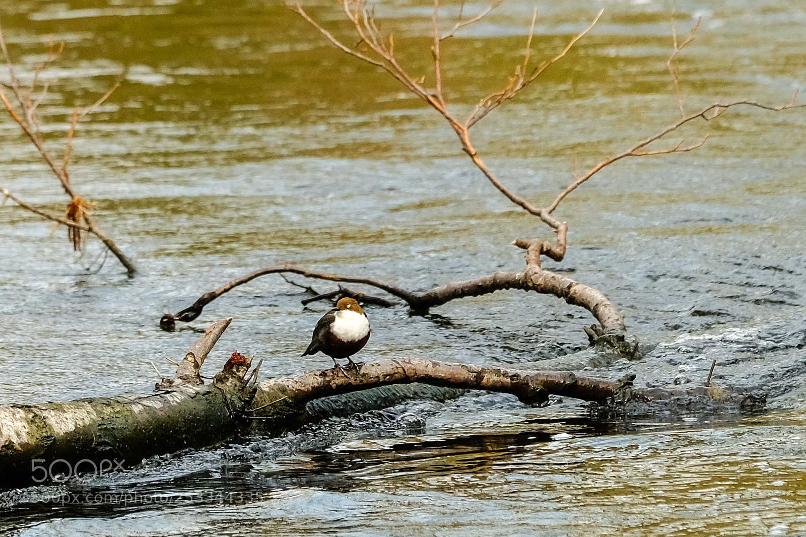 Fujifilm X-T2 sample photo. Wasseramsel photography