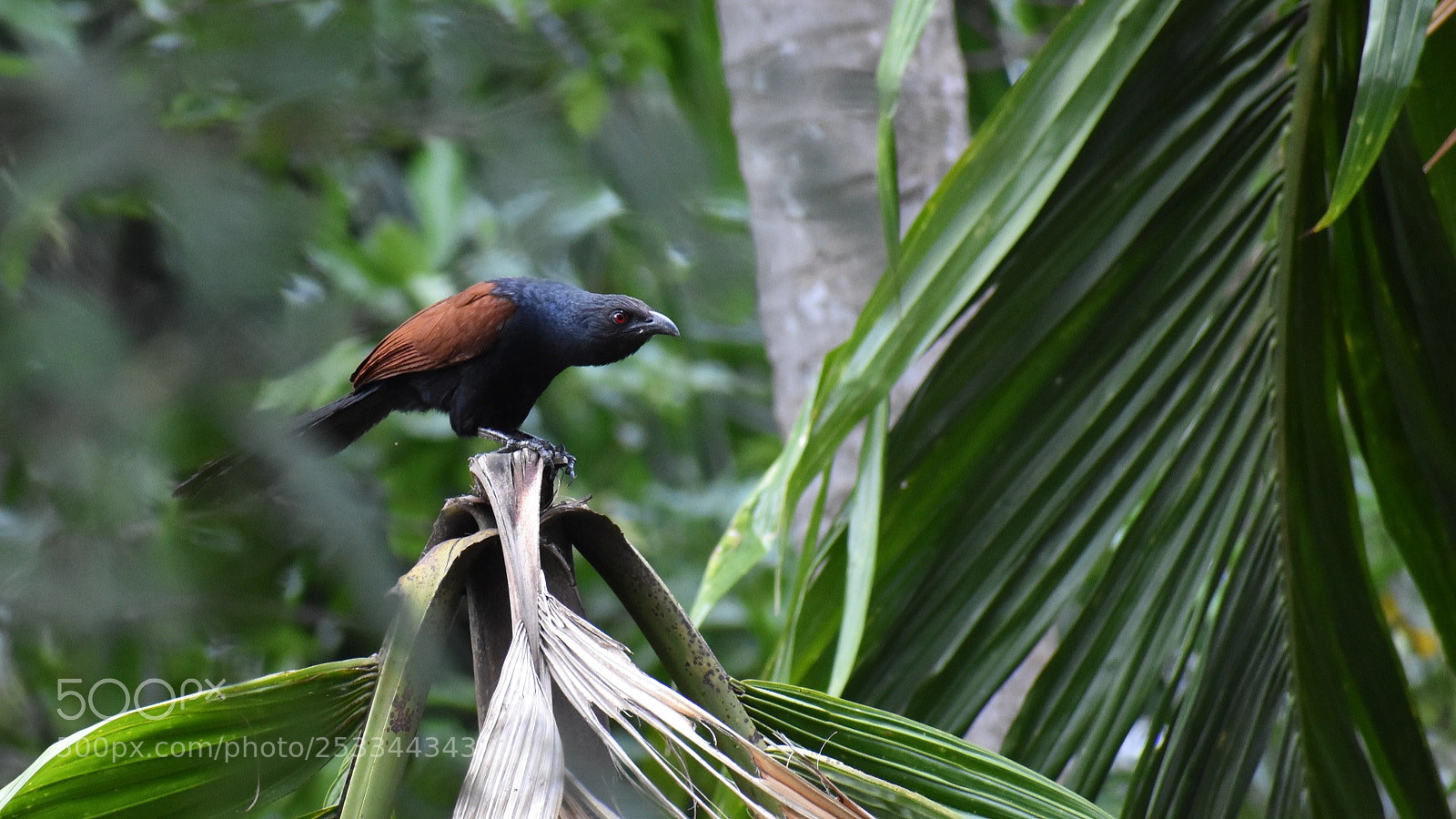 Nikon D3400 sample photo. Greater coucal - ready photography