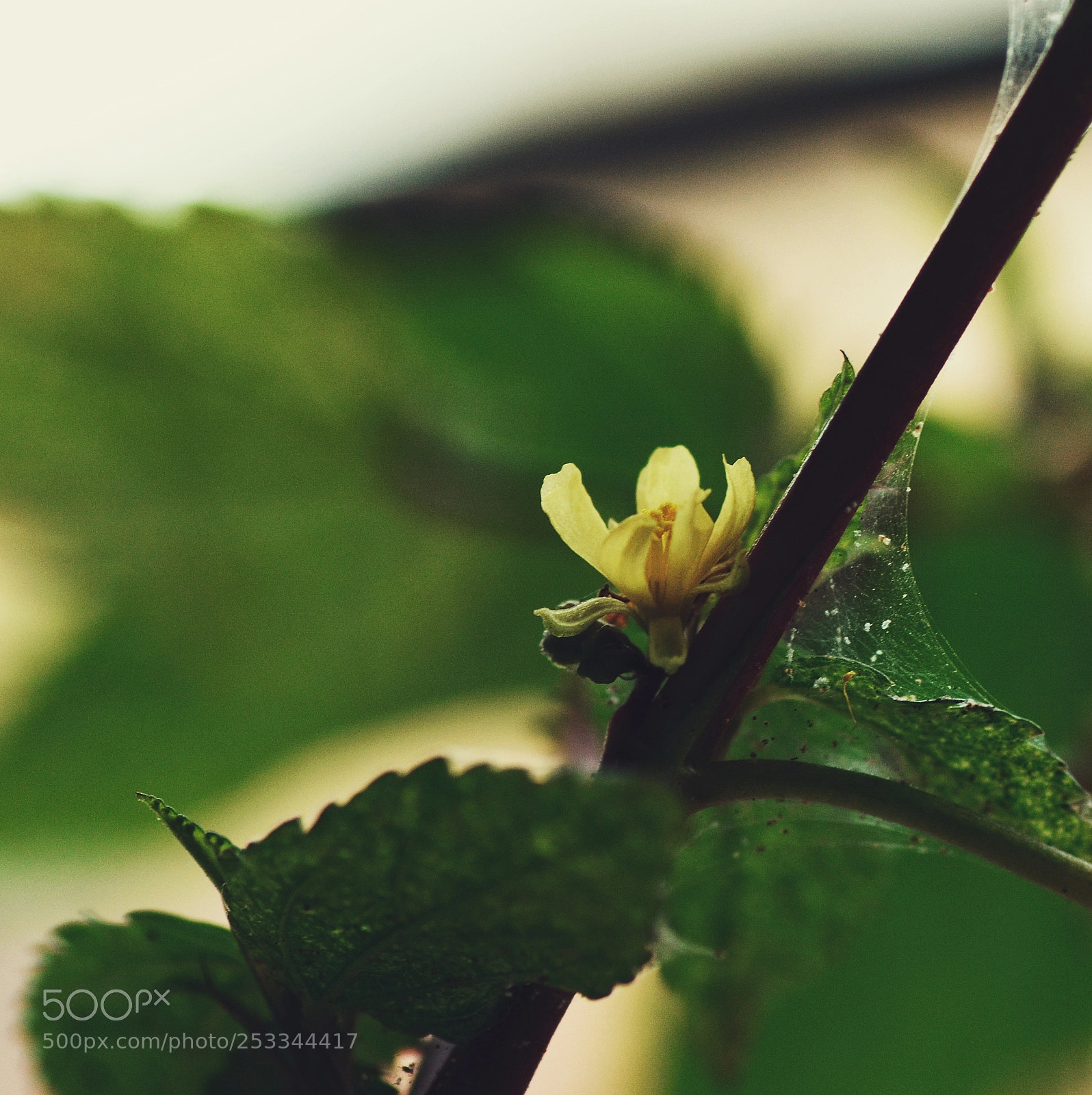 Nikon D7100 sample photo. Zaw˧˧ ɗaj˧˧ photography