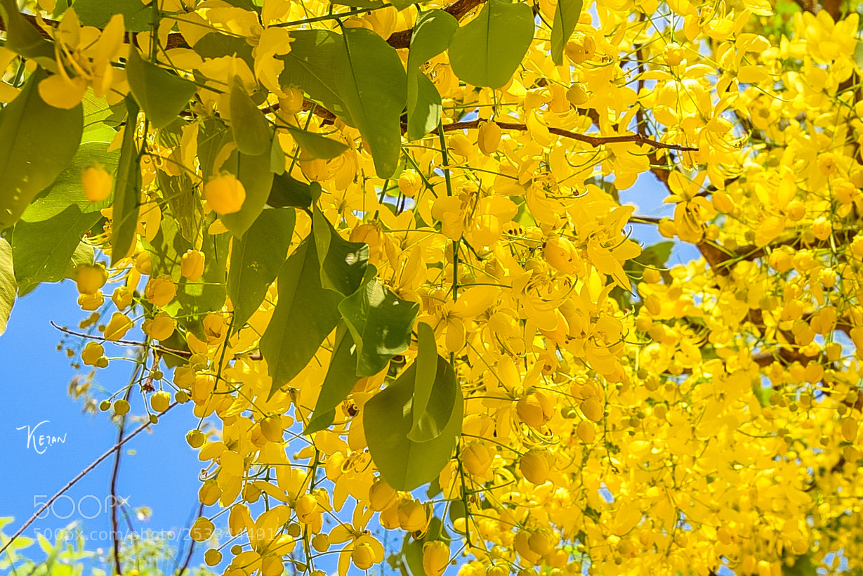 Nikon D810 sample photo. Laburnum tree in bloom photography