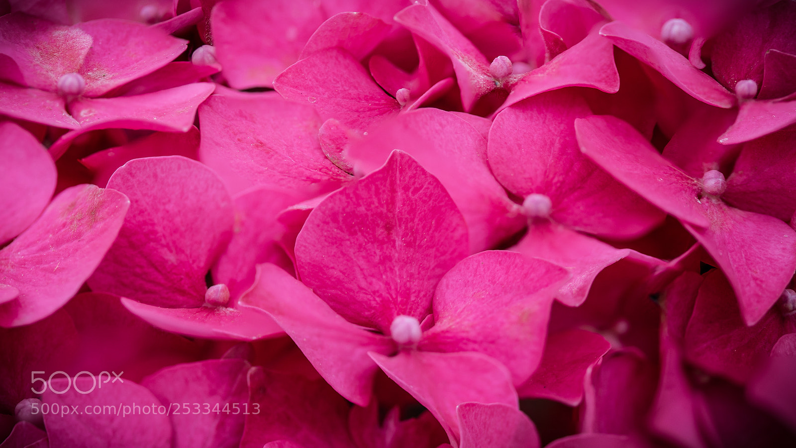 Canon EOS 5D Mark IV sample photo. Greenhouse photography